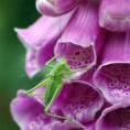 /album/fotogalljerjeja/a22175-332509211544-332495856544-3974153-1853501-n-jpg/